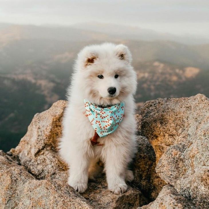 Candylane Blue Bandana