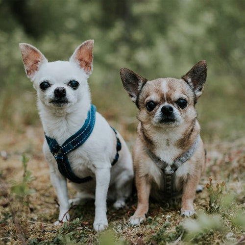 Casual Padded Y-Harness in River