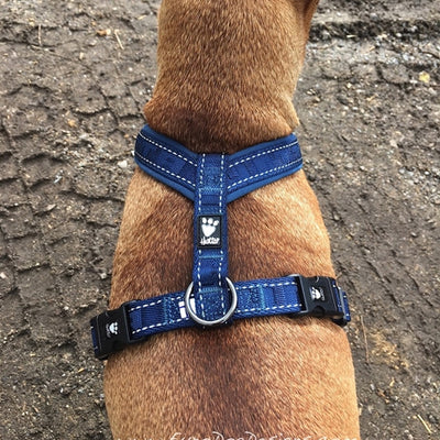 Casual Padded Y-Harness in River