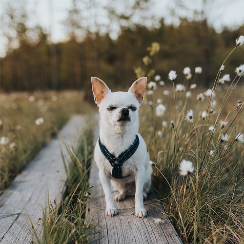 Casual Padded Y-Harness - Raven