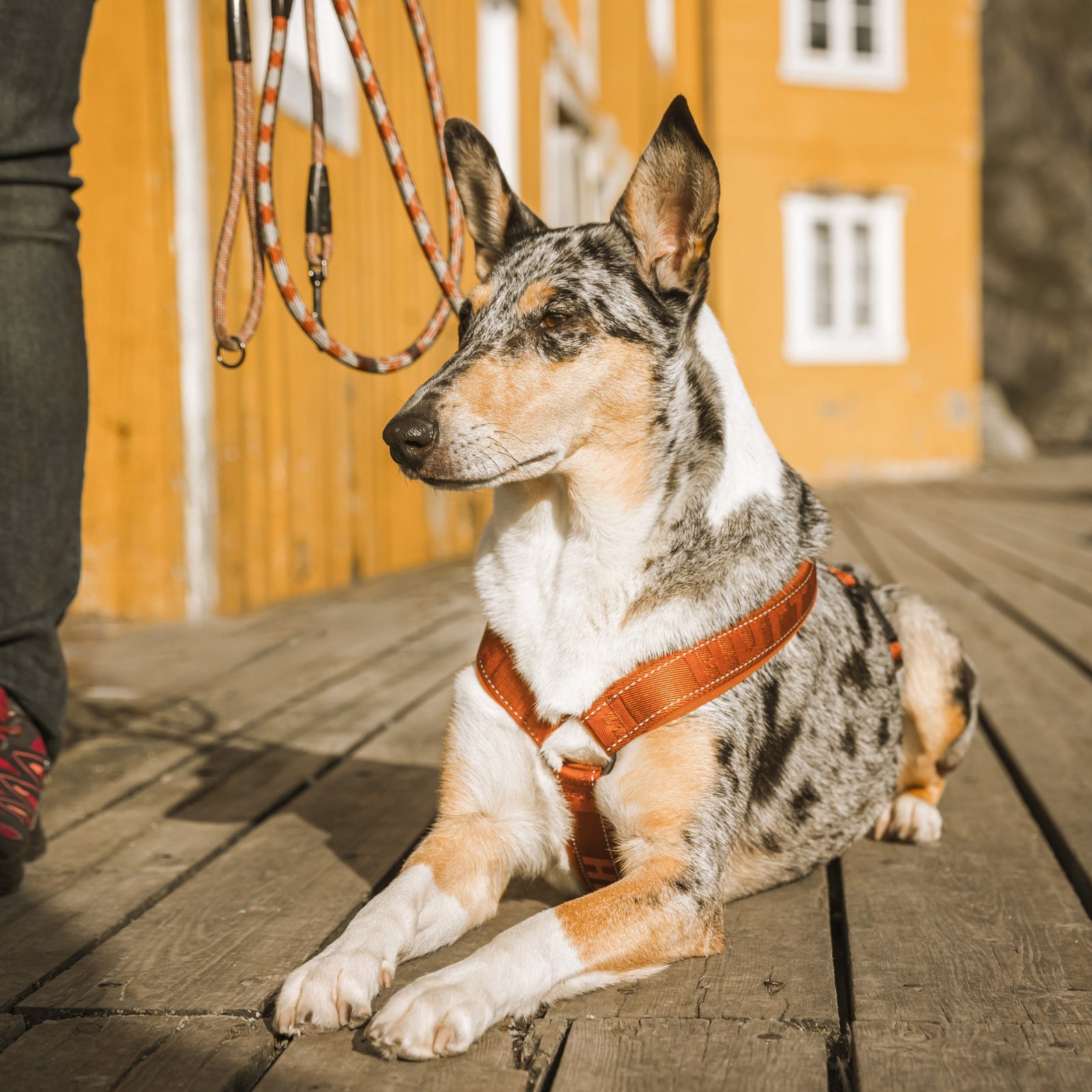 Hurtta Casual Padded Y Harness in Cinnamon Little Chief Co