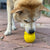 Honey Pot Durable Rubber Treat Dispenser & Enrichment