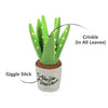 Aloe-ve You Plant