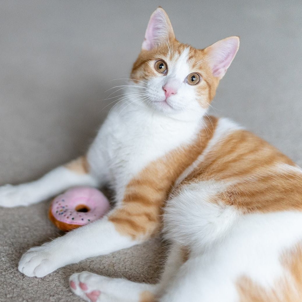 Feline Frenzy Kitty Kreme Doughnuts