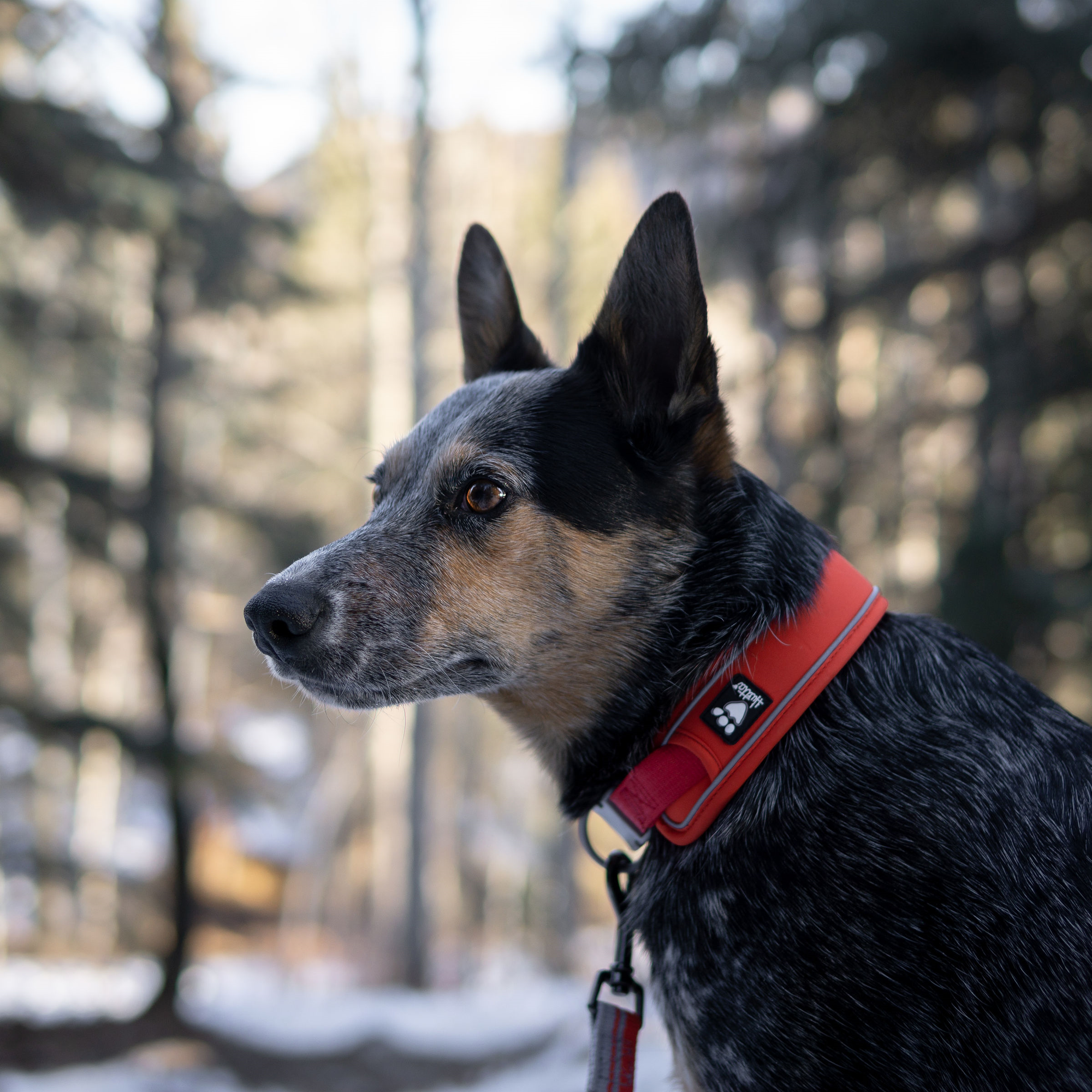 Weekend Warrior ECO Collar in Rosehip *FINAL SALE*