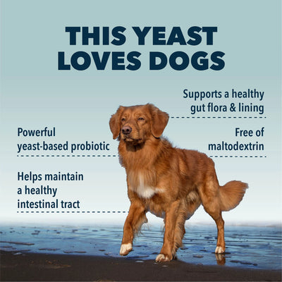 Saccharomyces Boulardii - Yeast-Based Probiotics For Dogs