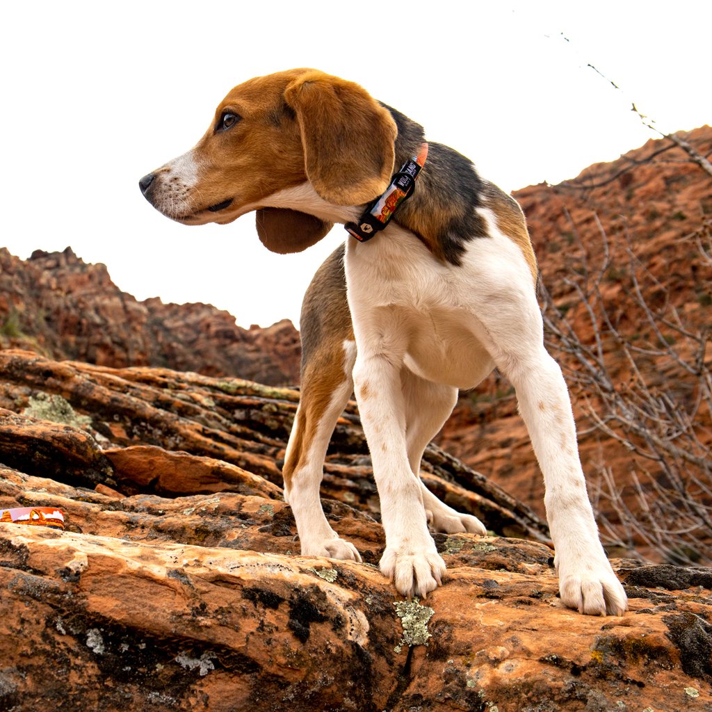 Wolfgang ParkLands Collar *FINAL SALE*