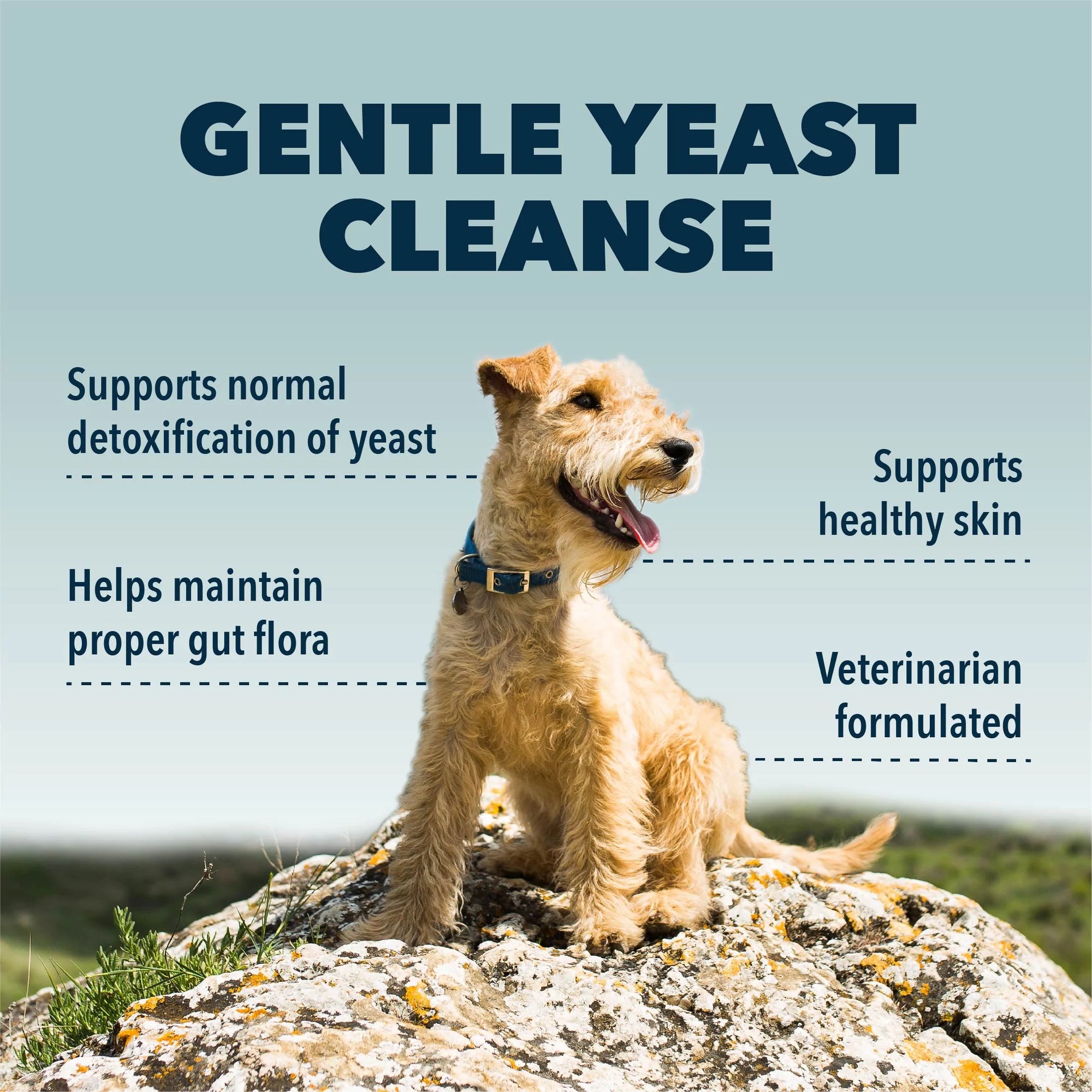 Four Leaf Rover Yeast Guard Little Chief Co