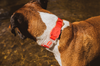 NEOPRO Dog Collar - Coral