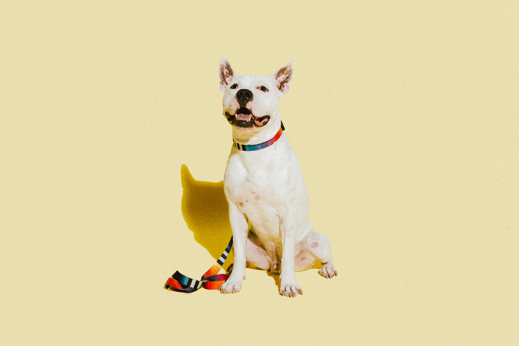 Zee dog prisma deals collar