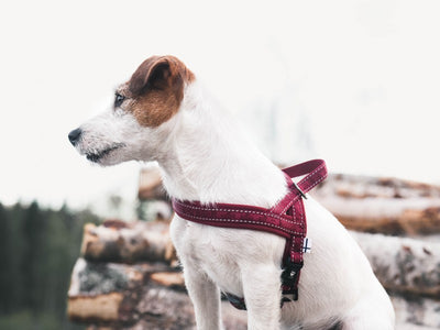 Casual Padded Harness - River