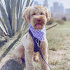 Mr Jones Bandana