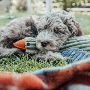 Plush Duck with Squeaker