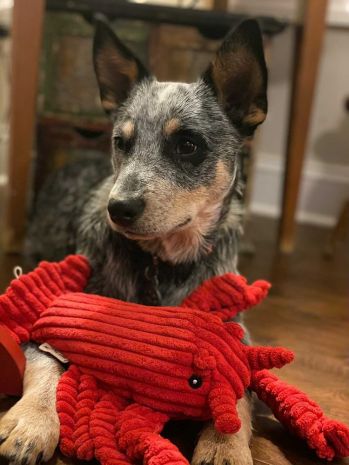 Lobster Crunch Toy