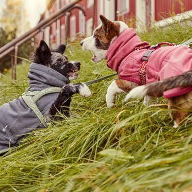 Razzle Dazzle Midlayer - Blackberry