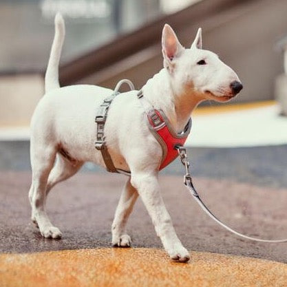 Bull shop terrier harness