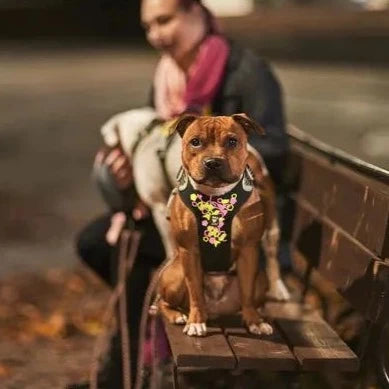 Weekend Warrior Harness - Licorice *FINAL SALE*