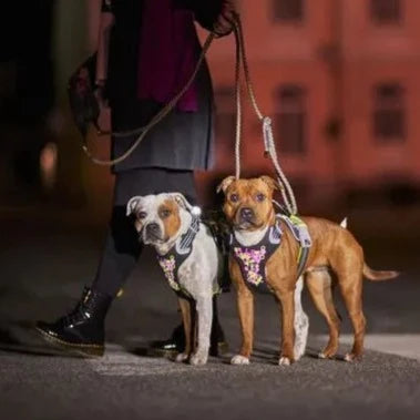 Weekend Warrior Harness - Licorice *FINAL SALE*