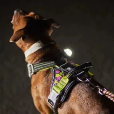 Weekend Warrior Harness - Licorice *FINAL SALE*